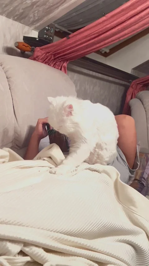 Cat in massagor salon 스톡 동영상 315413742