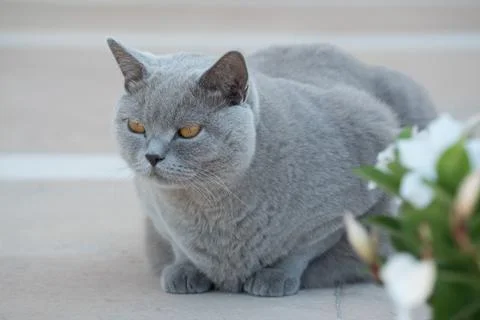 Cat master. Relax concept Stock Photos