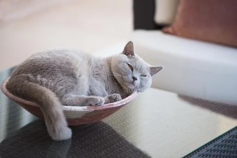 Cat master. Relax concept Stock Photos