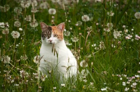 Cat on meadow Stock Photos