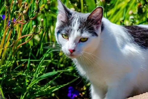 Cat in the meadow  Stock Photos