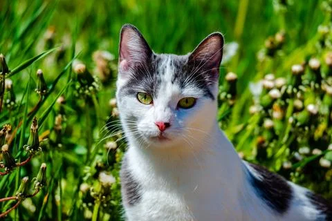 Cat in the meadow  Stock Photos