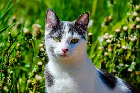Cat in the meadow  Foto stock