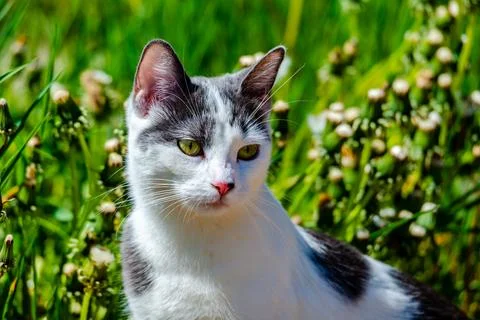 Cat in the meadow  Stock Photos