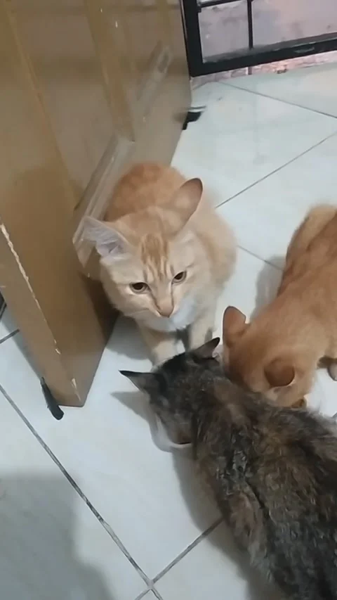 Cat meal time Stock Footage 247097474