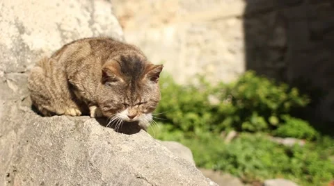Cat meawing on a wall under the sun Video stock 47989868