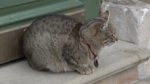 Cat with a medallion Stock Footage 131564914