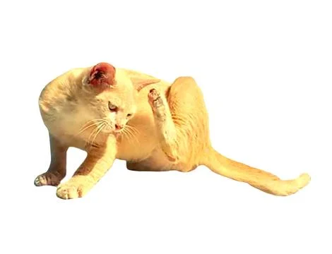 Cat meow Stock Photos