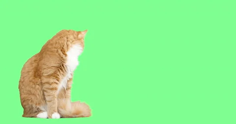 Cat meowing on a green screen Stock Footage 63448471