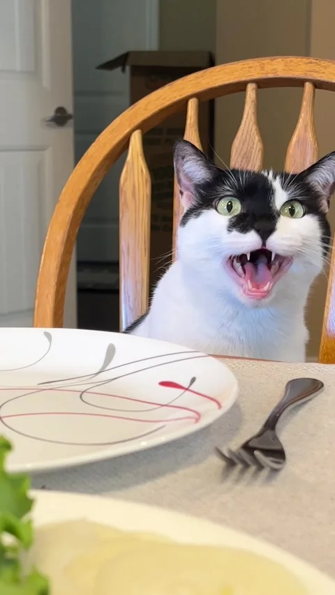 Cat meowing loudly lettuce on the table close-up white-black Adult cat serious Stock Footage 245957901