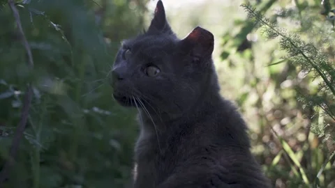 Cat meowing in nature Stock Footage 232548459
