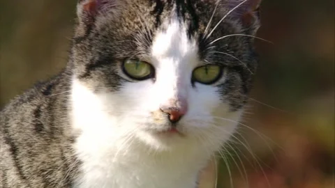 Cat meows into the camera (portrait) Stock Footage 282711597