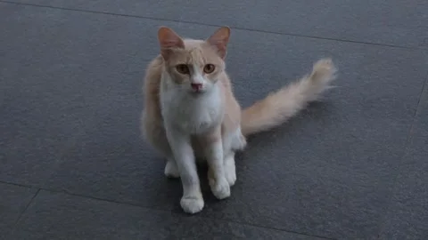 Cat Meows Stock Footage 267236716