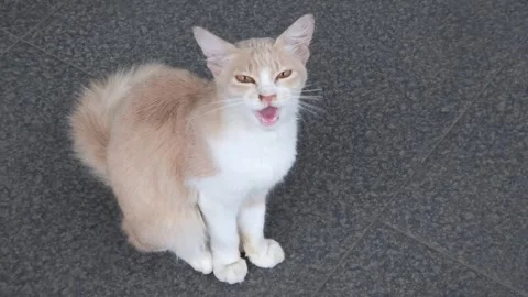 Cat Meows Stock Footage 267237115