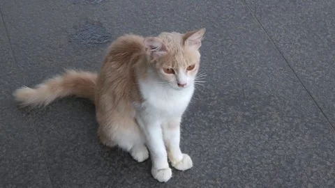 Cat Meows Stock Footage 267237129