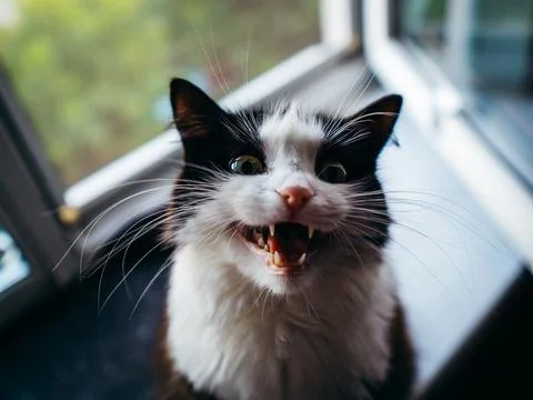 A cat meows in front of the window. Stock Photos