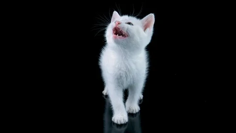 Cat meows, looking around, walks to camera, isolated on black background Stock Footage 91763799