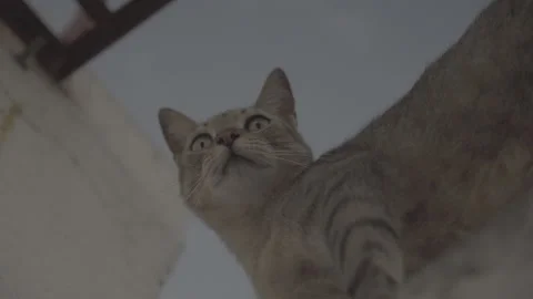 Cat meows on the roof Video stock 243159092