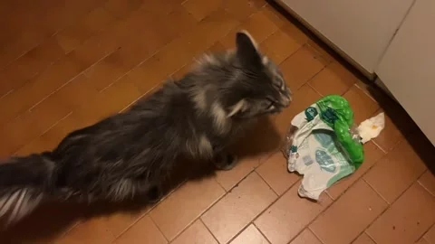 Cat is messing around the kitchen Stock Footage 245489931