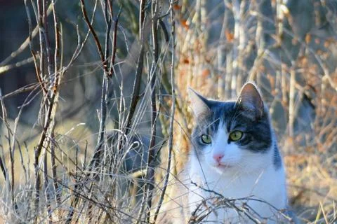 Cat middle of leafless bush Stock Photos