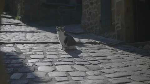 Cat in the middle of a sunny and empty alley. Stock Footage 146829766