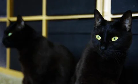 Cat in the mirror Stock Photos