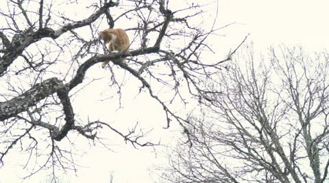 Cat misjudge Stock Footage 23889193