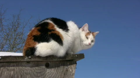 Cat on mission 스톡 동영상 650610