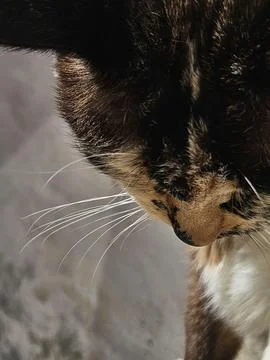 Cat with Mixed Fur Stock Photos