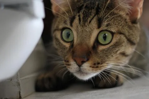 Cat Model 스톡 사진