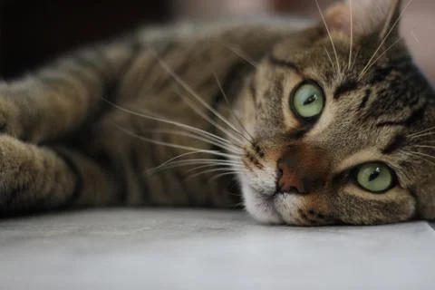 Cat Model 스톡 사진