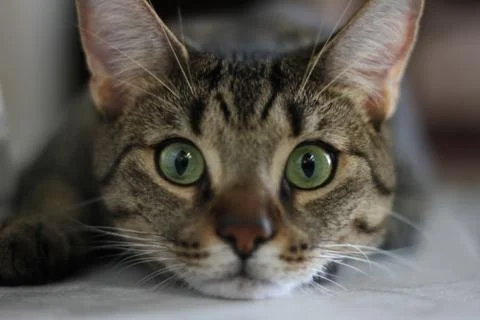 Cat Model 스톡 사진