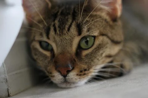 Cat Model 스톡 사진
