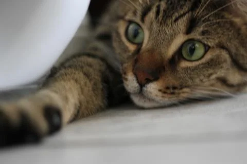 Cat Model 스톡 사진