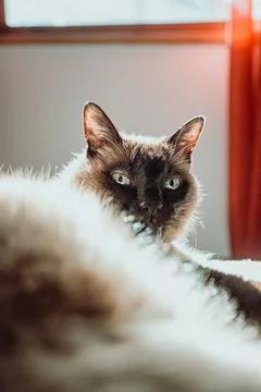 Cat models in sunlight Stock Photos