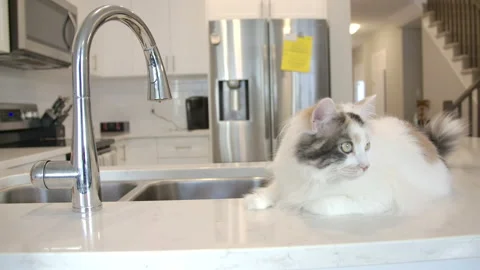Cat in a modern kitchen on counter Stock Footage 143038131