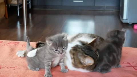 Cat mom and cubs Stock Footage