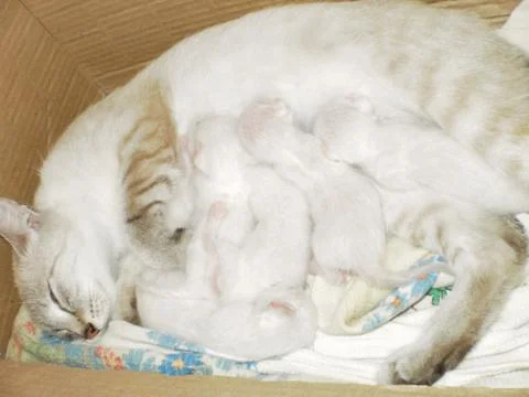 Cat Mom Stock Photos