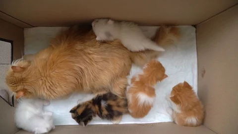 The cat mom washes the kittens in box Stock Footage 91225903