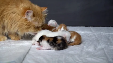 The cat mom washes the kittens Stock Footage 91225609