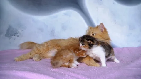 The cat mom washes the kittens Stock Footage 91225678