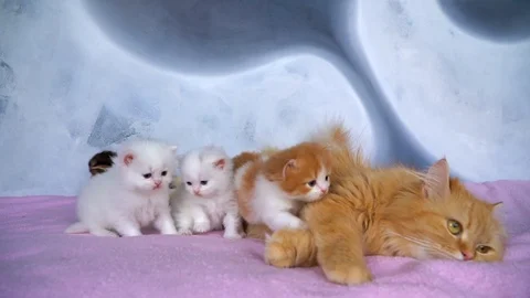 The cat mom washes the kittens Stock Footage 91225709
