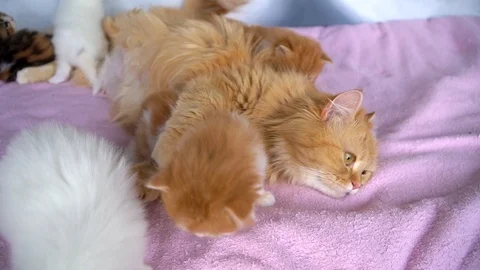 The cat mom washes the kittens Stock Footage 91225784