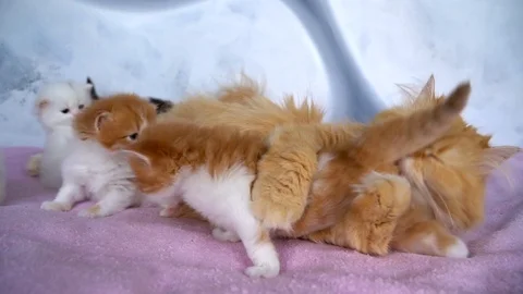 The cat mom washes the kittens Stock Footage 91225821