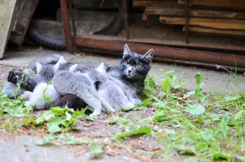 Cat mom watching while nursing Stock Photos