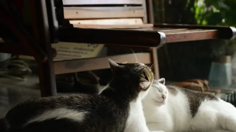 Cat mood Stock Footage 158434697