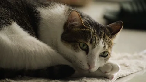 Cat mood Stock Footage 158434705