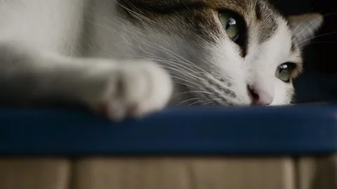 Cat mood Stock Footage 158434730