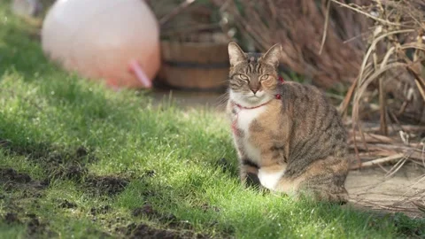 Cat with moody face in slow motion, 60 fps Video stock 233112841