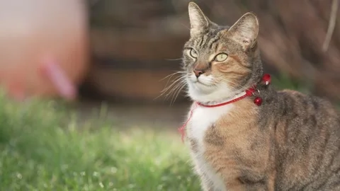 Cat with moody face turning to camera and walking away, slow mo Video stock 233112912